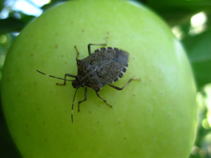We use IPM practices to control the proliferation of the Brown Marmorated Stinkbug (BMSB) on our farm - an insect that has the potential to destroy our entire crop if not controlled.
